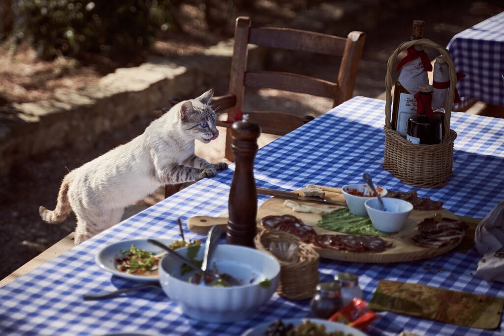 Vet Approved Homemade Cat Food Recipes