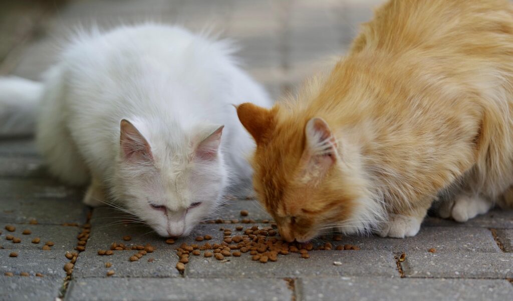 Cat Not Eating Food But Acting Normal