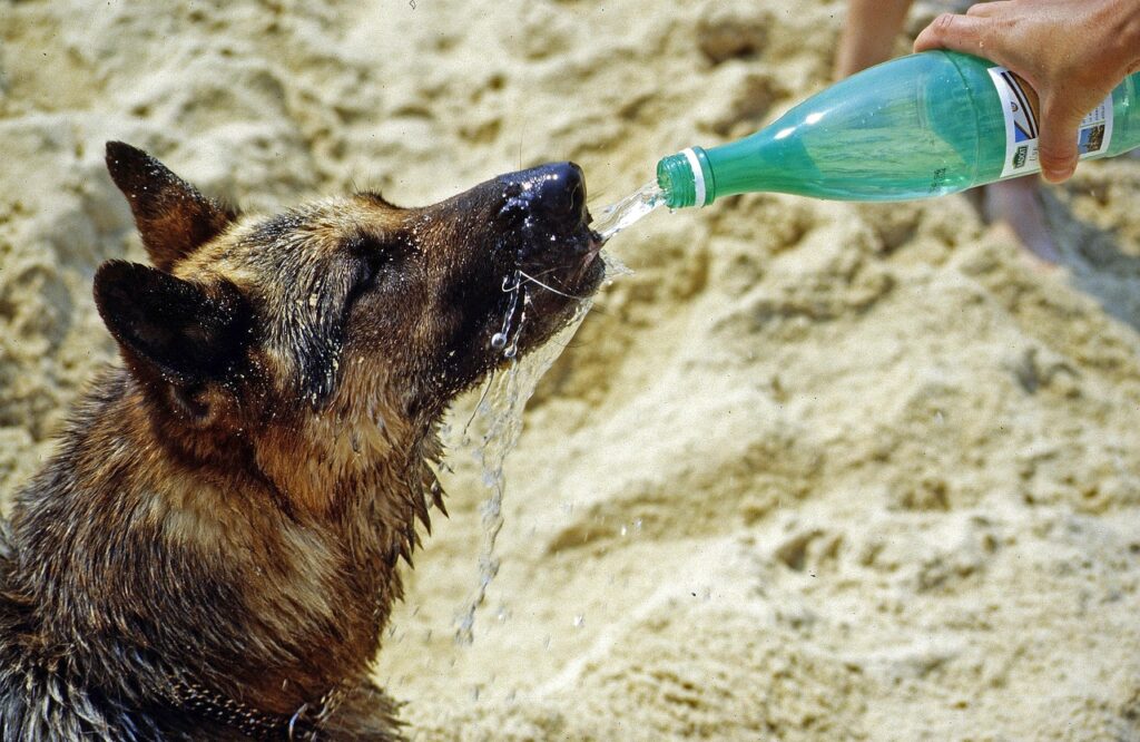 Dog Not Eating But Drinking Water